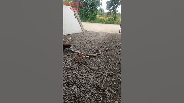 Chim bìm bịp thường bắt rắn hổ mang #snake #shortvideo