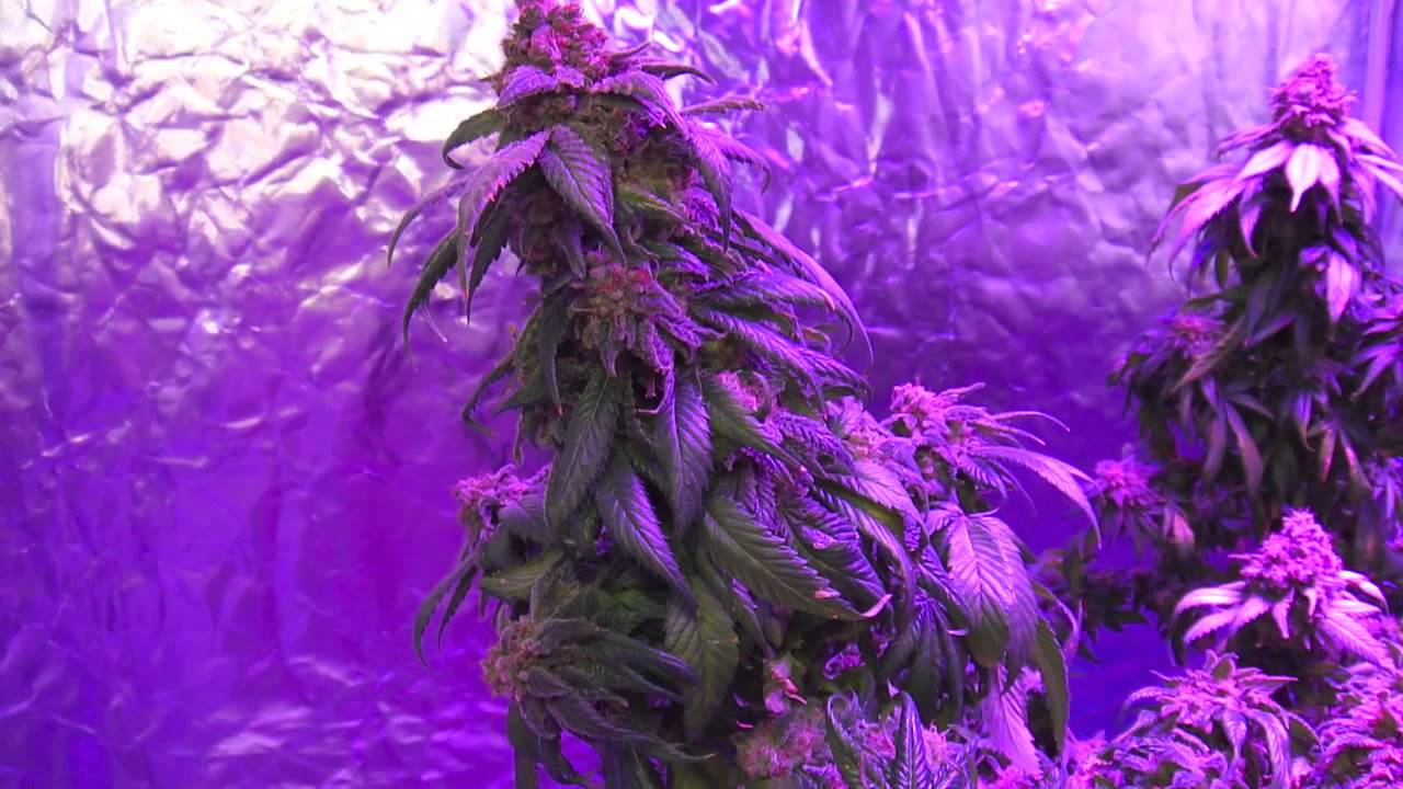 Nirvana's "Eldorado" Mexican Sativa, Pro-Grow 400X LED grow light  - Pt. 8