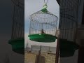 سلام عليكم اخوان طرقه فول فحل هذا رقمي ٠٧٧٠٤٥٤٦٢١٩ 