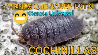 Conociendo Los Chanchitos De Tierra Cochinillas Bichos Bola