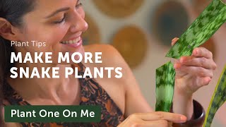 Propagate SNAKE PLANTS, Five Ways — Ep 201