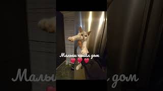 малыш уехал домой ❤️ спасибо всем неравнодушным. но есть еще котята, нуждающиеся в доме.