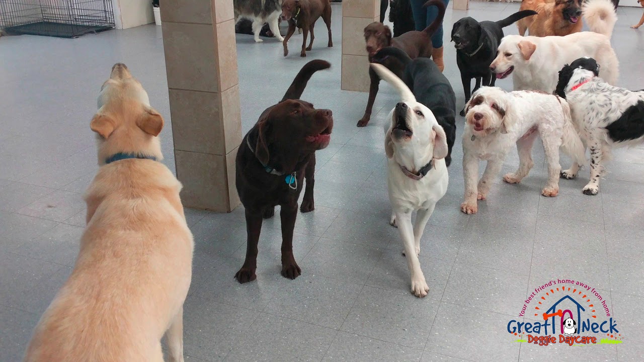 Happy New Year from Indoor Large Dogs Great Neck Doggie Daycare YouTube