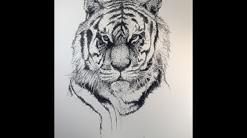 Realistic Tiger Pointillism Drawing - Drawing time-lapse #3