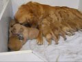 Golden Retriever Puppies 2 weeks old.wmv