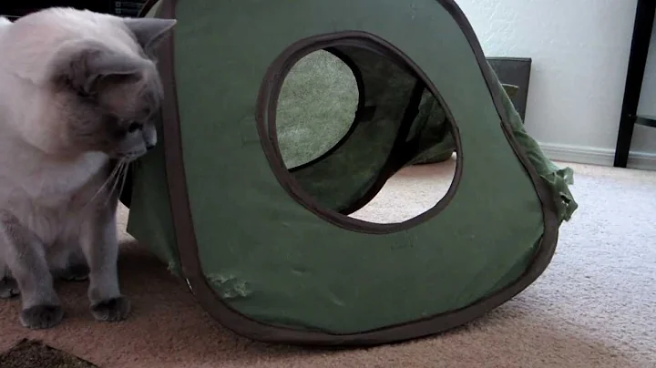 Watch the video about Blue Point Tonkinese 7th Birthday Highlights [HD]