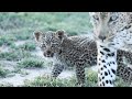 A Shy LEOPARD Cub and Bedazzled ZEBRAS