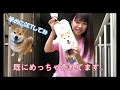 【柴犬まるグッズ】新発売！2WAYペットボトルカバー