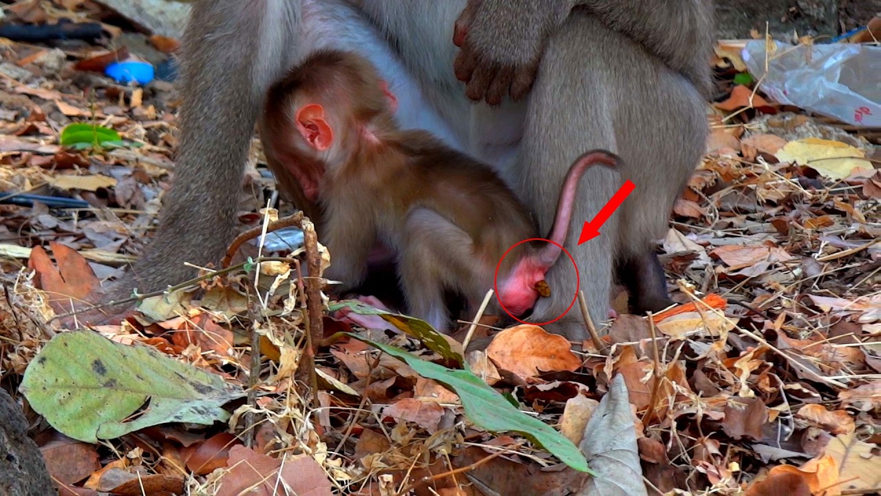 OMG, the newborn baby monkey is drinking water but it's not feeling well.