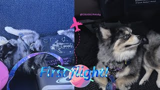 Service Dog’s First Flight Vlog