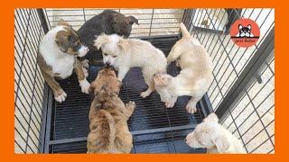 Rescued Puppy Nala Joins the Other Puppies for Playtime by Jutta Shelter 1,359 views 2 weeks ago 3 minutes, 17 seconds