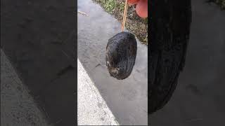 冬のドブガイ釣り