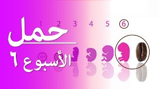 Pregnancy | Week By Week | Week 6 | الحمل | أسبوع بعد أسبوع | الأسبوع  6