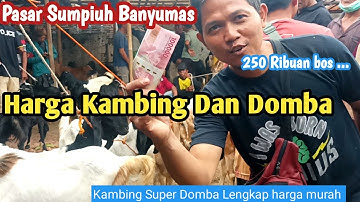 Thumbnail of Pasar Kambing -Domba Sumpiuh Harga Kambing Super Dan Domba Lengkap Dan Murah Hari Ini