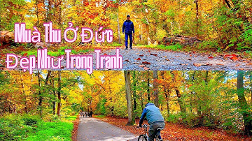 Mua Thu Ở Đức. Cảnh Cây Lá Đẹp Như Trong Tranh