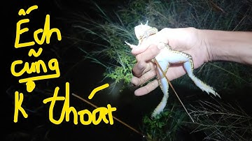 cắm câu cá lóc dính tùm lum được mớ cá ngon | săn bắt miền tây