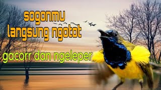 Bikin sogon ngotot gacorr dan ngeleper 🔥