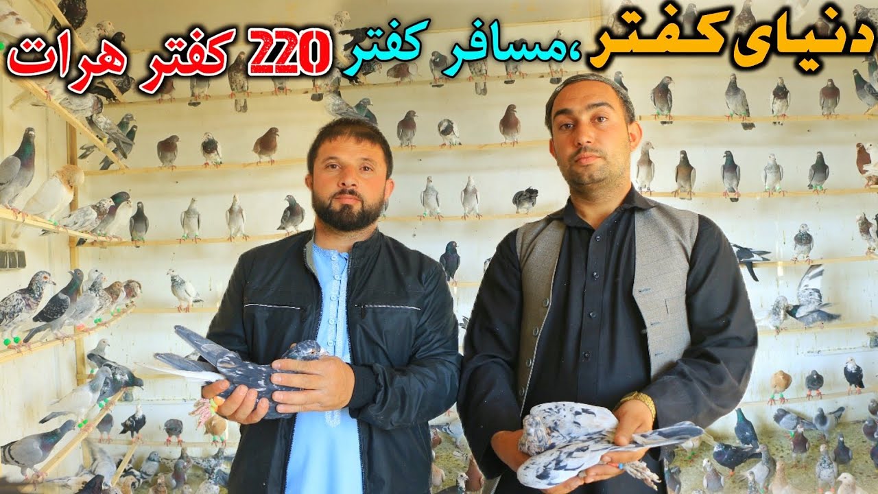 دنیای کفتر - مسافر کفتر | ۲۲۰ کفتر هرات دوکان ابراهيم هراتی | انتقال کفتر از کابل. Pigeon world shop
