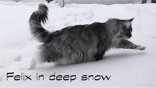 Maine Coon Felix in deep snow