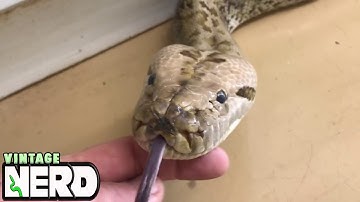 Burmese or the DREADED Reticulated Python? Part 1.