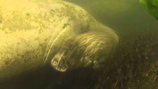 Kayaking with Manatees on the Wakulla River
