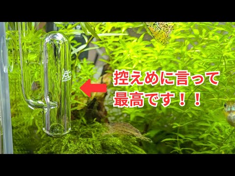 Bellglass Mini is highly recommended for small aquariums! - YouTube