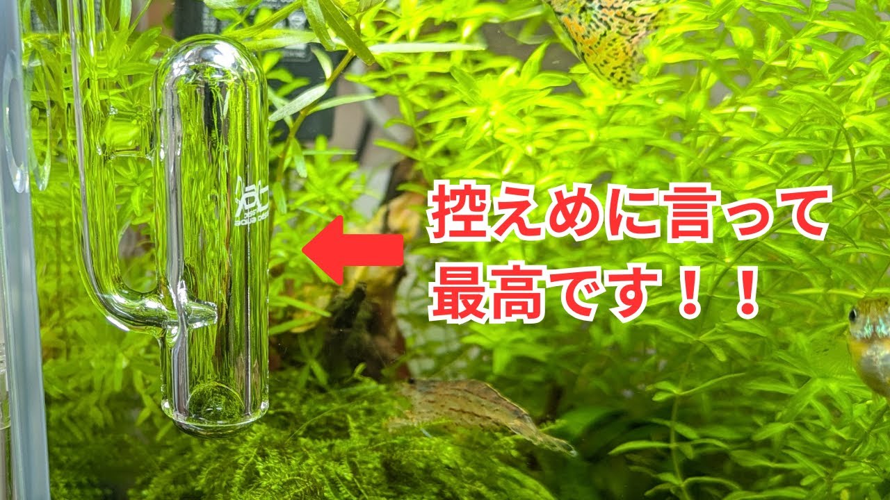 Bellglass Mini is highly recommended for small aquariums! - YouTube