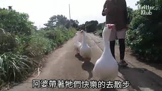 四隻鵝與阿婆的故事