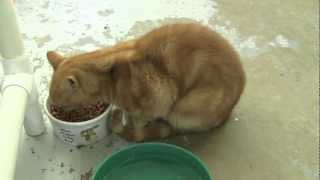 Yoda- An Adoptable Cat from CompAnimals