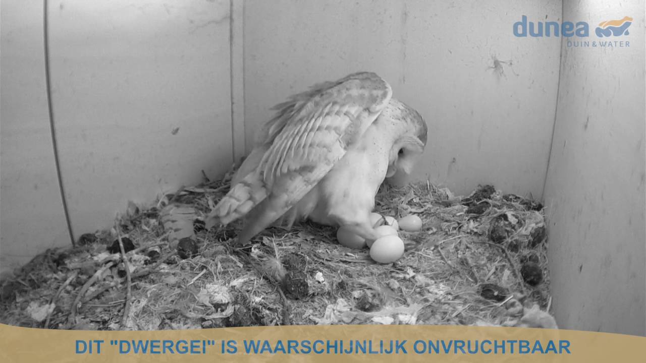 Kerkuil 2016 - van leggen tot kuikens
