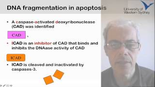Week 13 Apoptosis