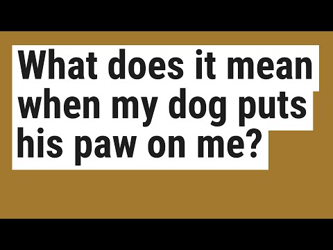 Video: Co to znamená, když pes na vás položí obě tlapky, když ho budete mazlit?