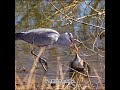 Heron vs. Little grebe a battle of patience.#Birds#Real photos of birds#Douyin Collection