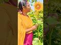 Transformation of sunflower field 🌻 🌻💛🧡💛 #flowers #love #foryou #trending #viral #subscribe #shorts