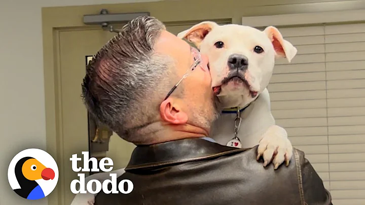 Deaf Pittie Everyone Called ‘Broken’ Becomes the Ultimate Therapy Dog | The Dodo