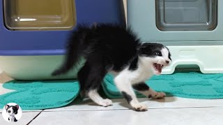 A rescued kitten who is furious with big cat