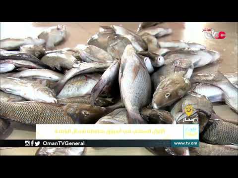 ربط مباشر من ولاية #صحار حول الإنزال السمكي في أسواق محافظة شمال الباطنة