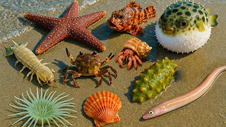 🌊 Coastal foraging with Moray Eel, Pufferfish, Crab, Scallop & Mantis Shrimp – Night Ocean Hunt 🐍🐡🦀🐚