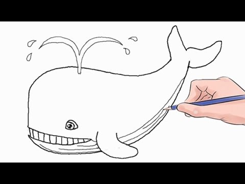 How to Draw a Whale Easy Step by Step - YouTube