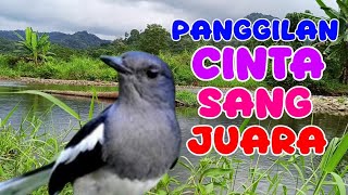 Download Lagu PANCINGAN KACER; panggilan cinta sang betina, pejantan langsung nyaut  MP3