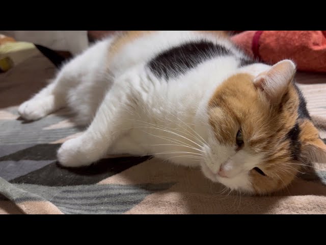 【三毛 ページ】もっとっと 2点 三毛 ページ】もっとっと 2点 Amazon.co.jp: マーモットのもっとっと