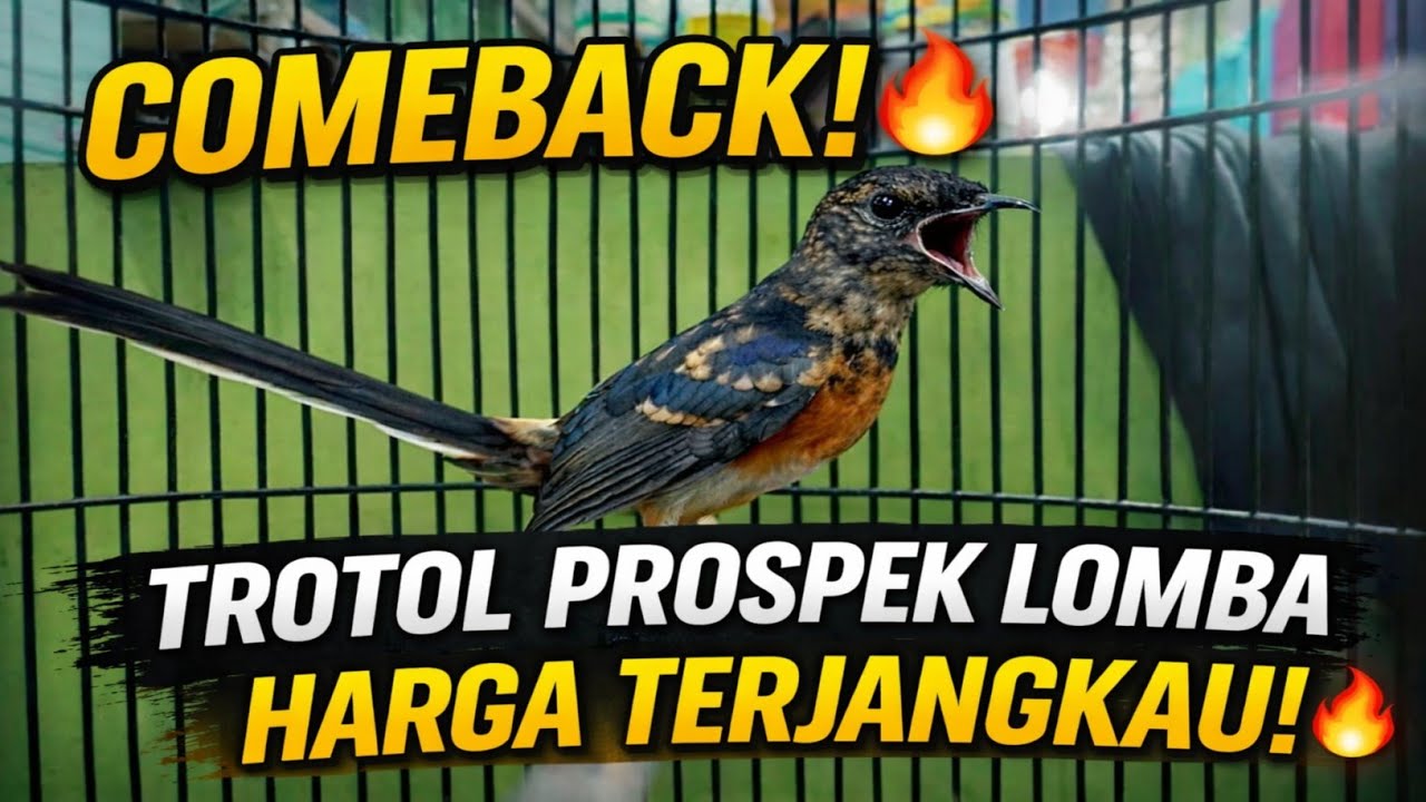 COMEBACK 2026! ALESHA MURAI MENTENG JAKARTA PUSAT TROTOL & PROSPEK LOMBA HARGA TERJANGKAU 🔥