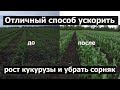 Как ускорить рост кукурузы в 2 ва раза?!