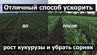 Как ускорить рост кукурузы в 2 ва раза?!