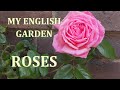 Roses in My English Garden tour - on the patio pergola and at the front door - 2020