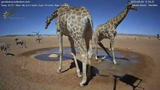 Namib Desert Waterhole - Giraffe Family at noon (08\/26\/2023)