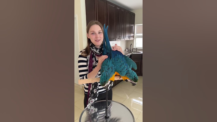 Happy Mother’s Day Parrot Moms! #shorts #parrots