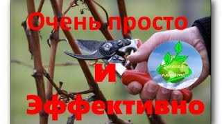 видео Как Правильно Обрезать Виноград И Когда