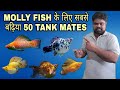 Best 50 Tank Mates For Molly Fish In Hindi