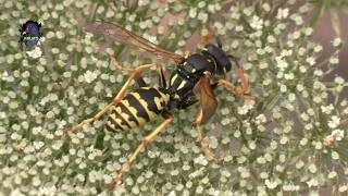 Poliste Gaulois / Polistes Dominula Bruitx